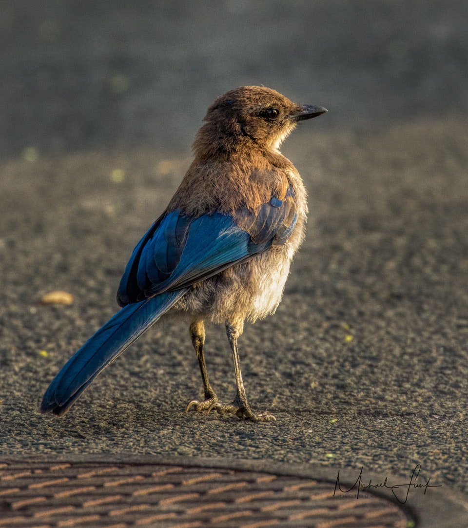 May contain: animal, bird, jay, bluebird, and blue jay. Photo by Michael Funk Photography.