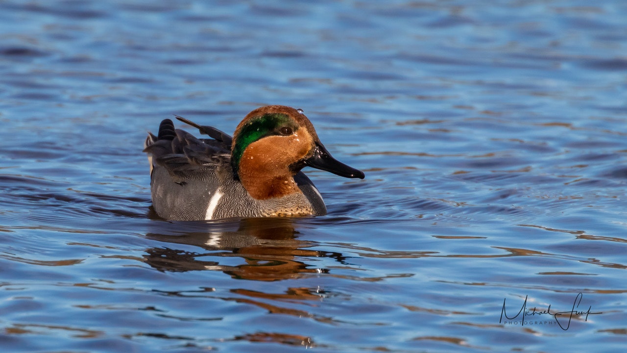 May contain: animal, bird, and teal. Photo by Michael Funk.