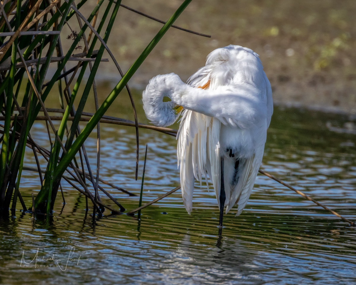 May contain: animal, bird, heron, ardeidae, waterfowl, and egret. Photo by Michael Funk.