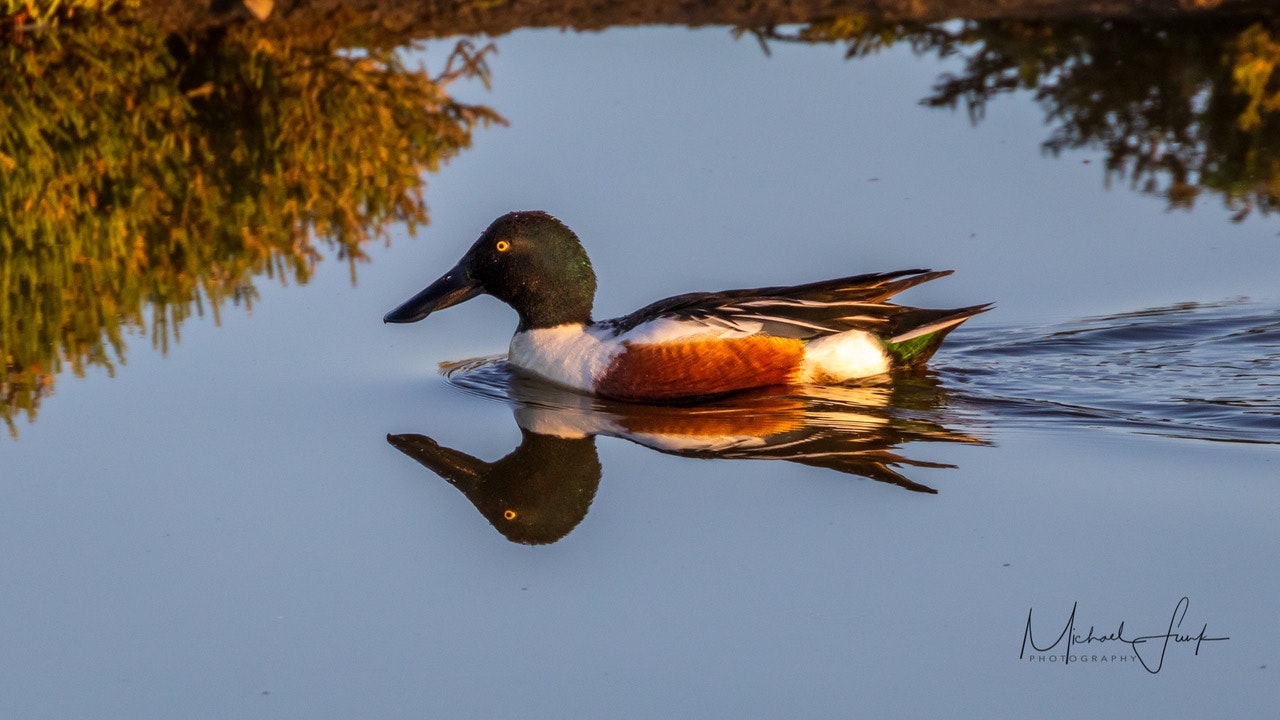 May contain: animal, bird, waterfowl, mallard, and duck. Photo by Michael Funk.