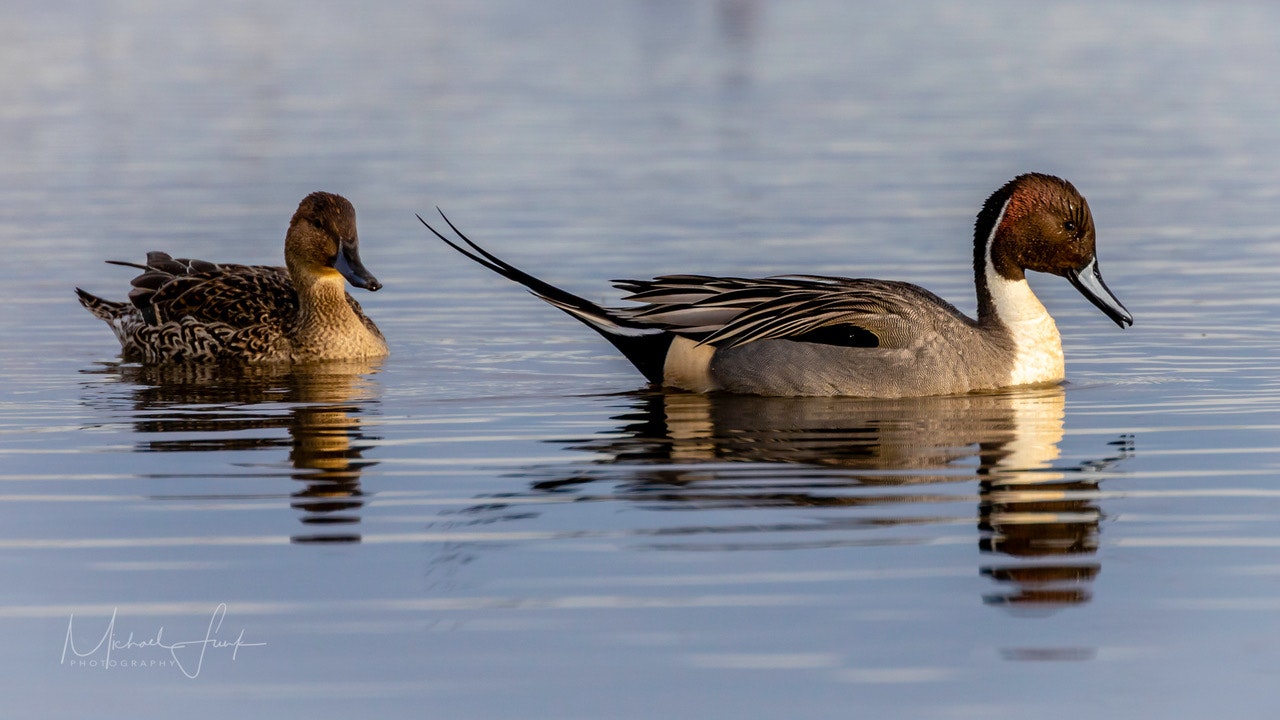 May contain: animal, bird, waterfowl, and duck. Photo by Michael Funk.