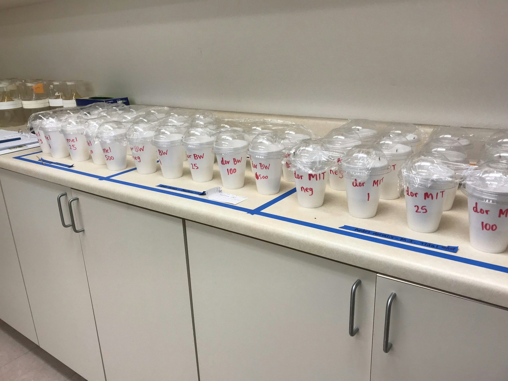 Bench-top cup bioassay results yield important information about the effectiveness of products on various mosquito populations. Photo displays counter top with cups marked with the active ingredient concentration rates for a particular chemical.