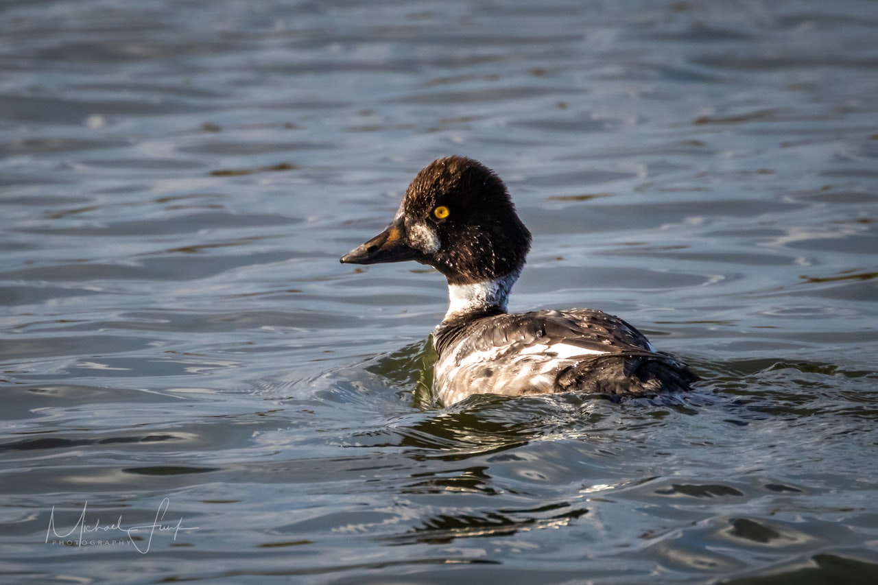 May contain: bird, animal, waterfowl, and duck. Photo by Michael Funk.