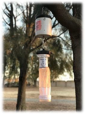 A mosquito trap is deployed from a tree.