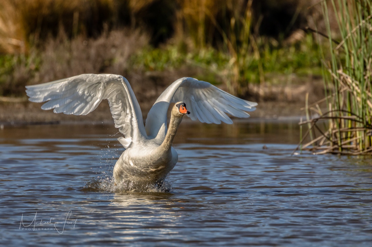 May contain: bird and animal. Photo by Michael Funk.