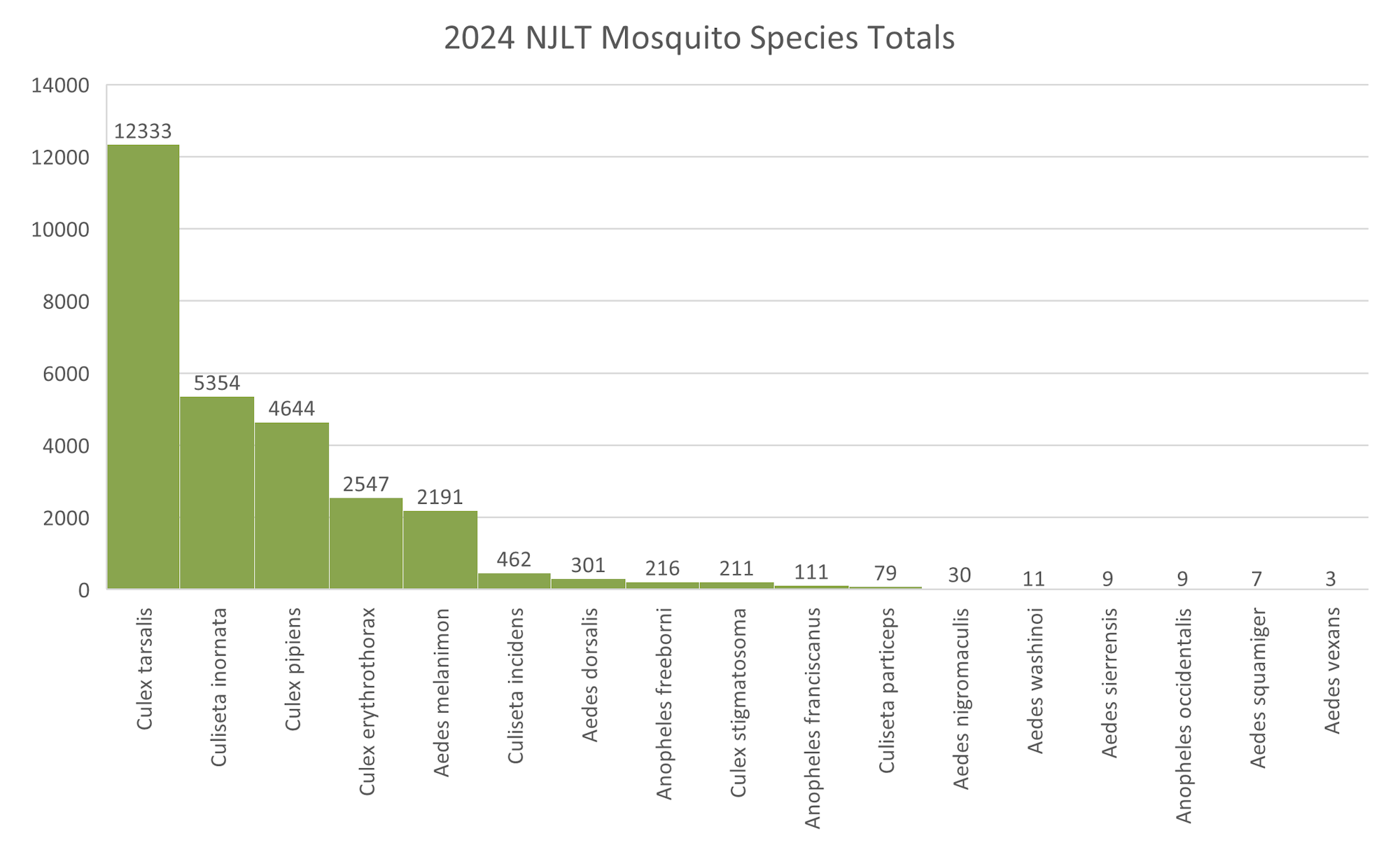 Bar graph of 2024 NJLT mosquito species totals; Culex tarsalis most numerous at 12,333. Other species follow with decreasing counts.