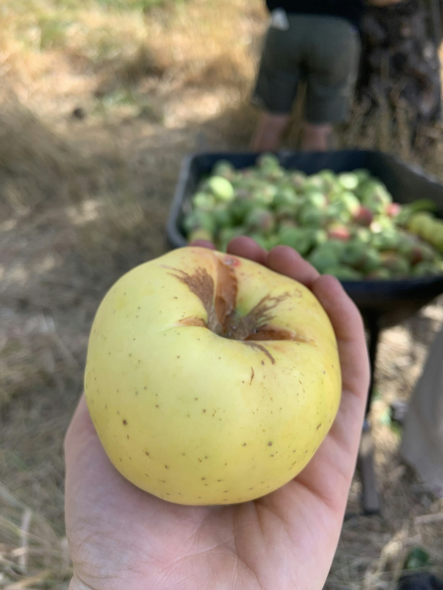 May contain: plant, person, human, fruit, and food