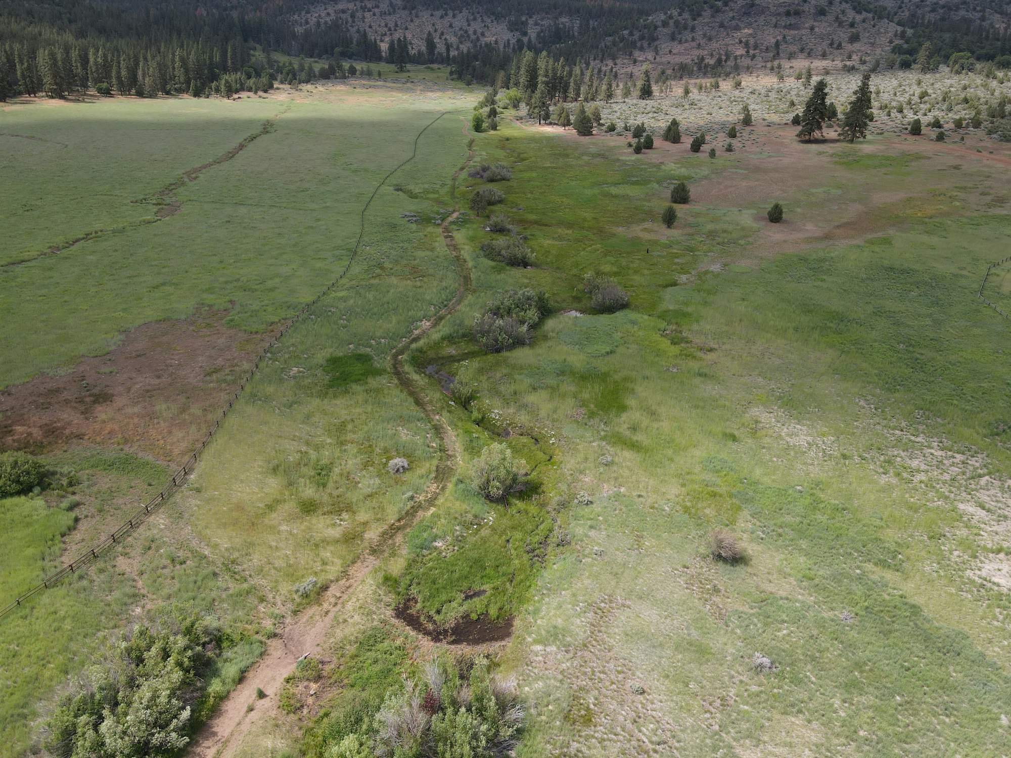 Aerial view of a green meadow with a winding path, surrounded by trees and a forested area in the background.