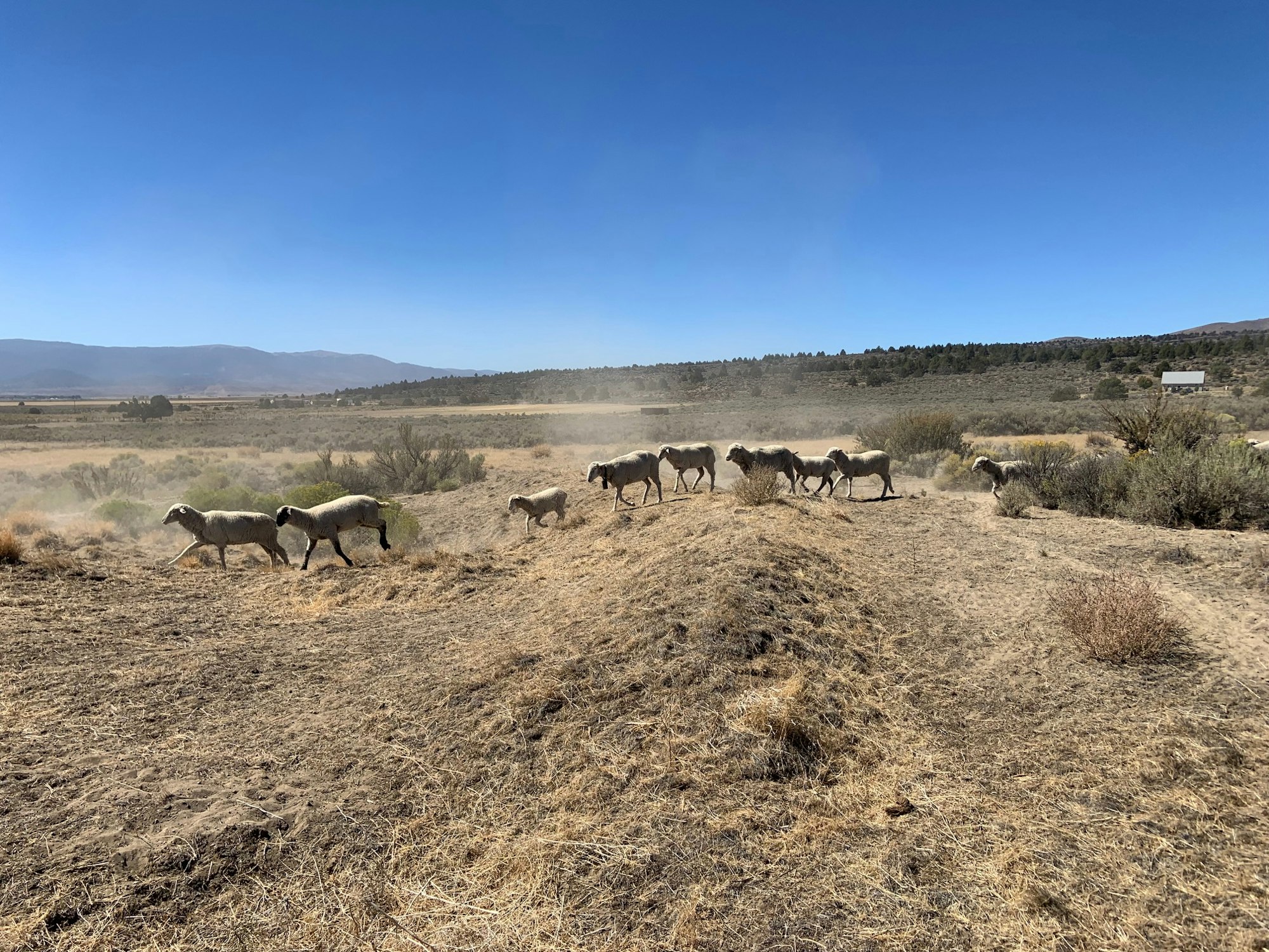 May contain: ground, cow, animal, mammal, cattle, outdoors, nature, road, gravel, and dirt road