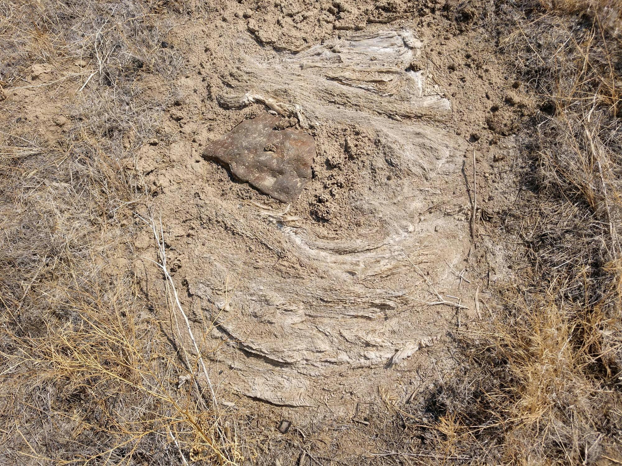 May contain: ground, soil, and rock