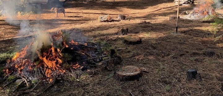 May contain: tree, plant, flame, fire, and bonfire
