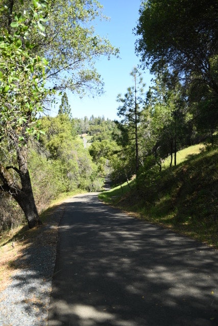 May contain: road, plant, and tree