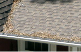 roof with leaves