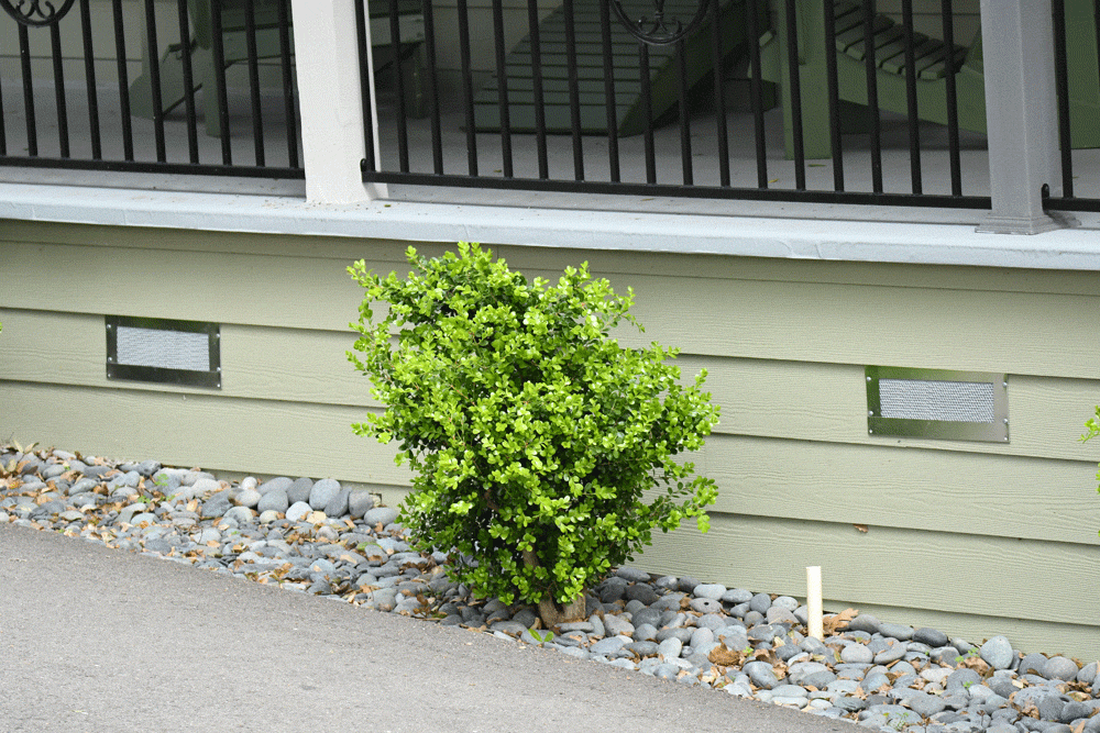 home, plant, rocks, vents