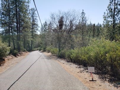 May contain: road, trail, path, outdoors, nature, vegetation, plant, woodland, land, tree, grove, wilderness, and gravel