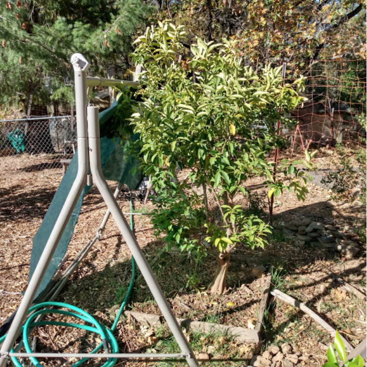 Kumquat tree moved away from home