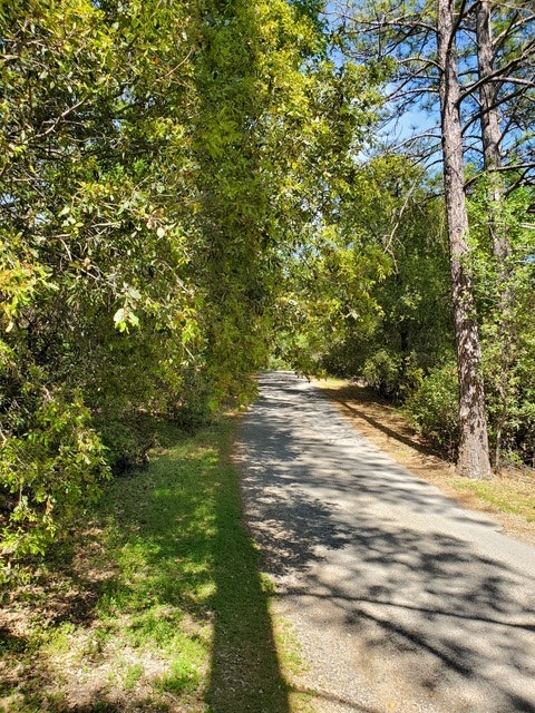 Narrow road with overhanging tree