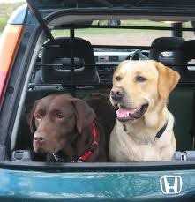 Dogs in car