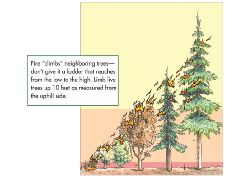 Illustration showing fire climbing trees, with advice to limb trees 10 feet from uphill to prevent spread.