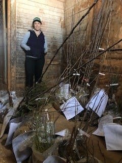 A person stands in a room with numerous bundled plants and paperwork scattered on the floor.