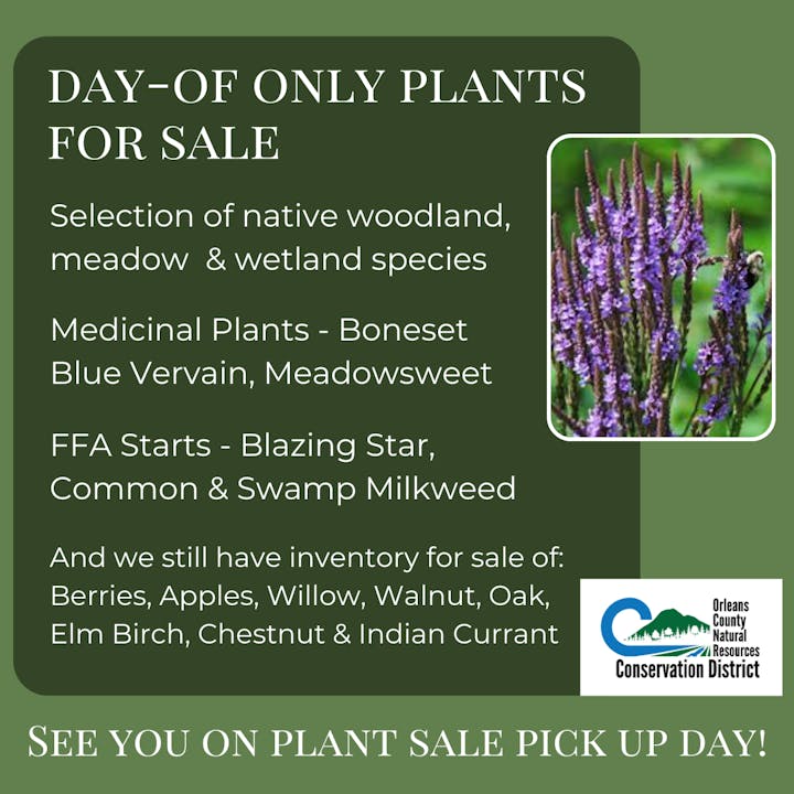 Day-of plant sale: native species, medicinal plants (Boneset, Blue Vervain), FFA starts, berries, apples, and more.