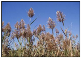 Phragmites