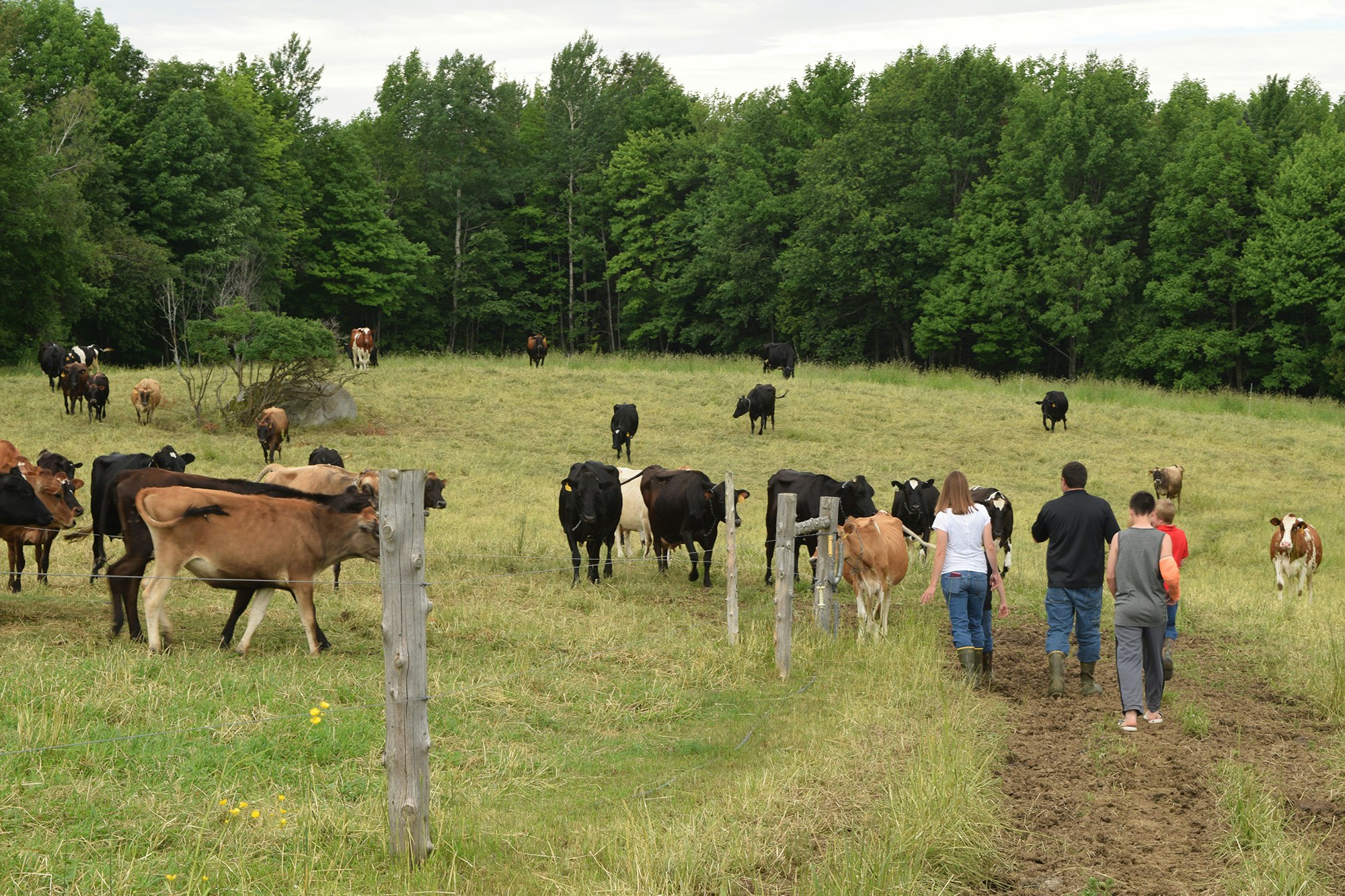 A group of people walking towards a herd of cows in a green pasture with trees in the background.