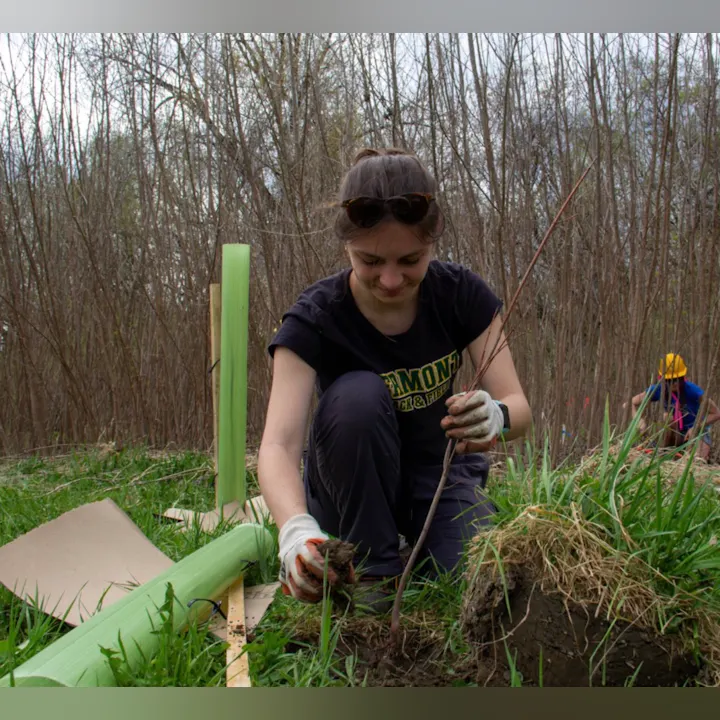 Amelia Bohling, VHCB AmeriCorps Conservation Assistant for OCNRCD is planting a seedling in a grassy area, focusing intently on their task, while another individual works nearby.