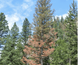May contain: plant, tree, fir, conifer, and pine