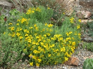 A garden with lush green foliage and vibrant yellow flowers surrounded by rocks and gravel.