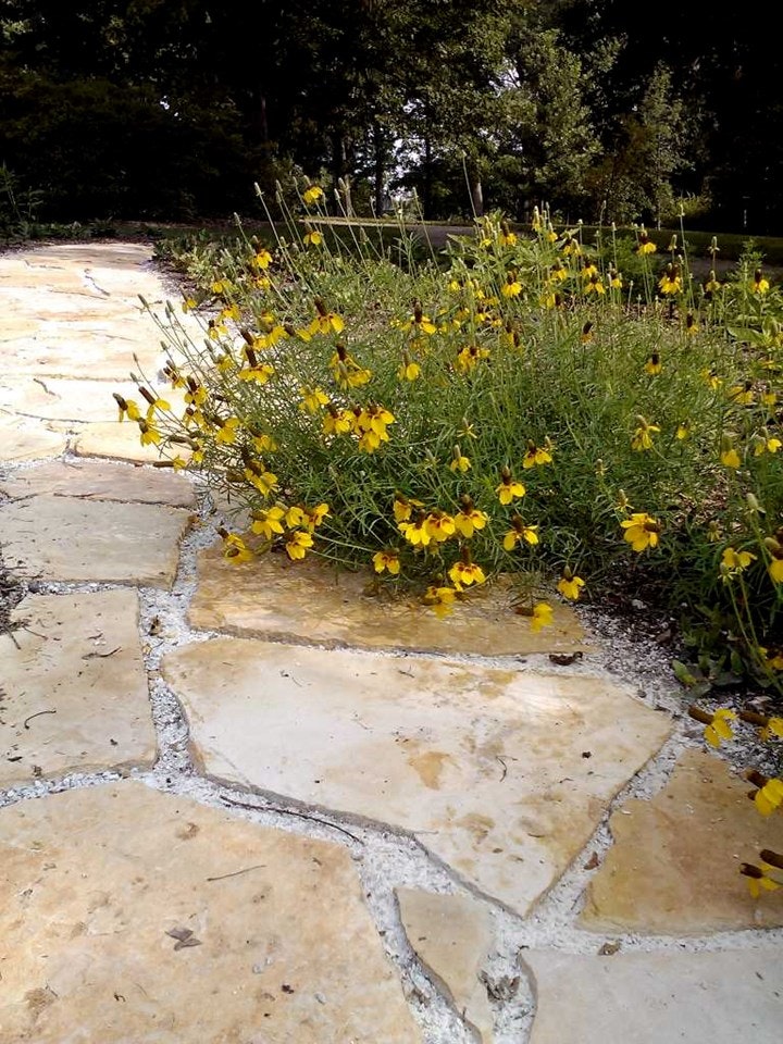 Yellow wildflowers growing by a stone path with trees in the background.