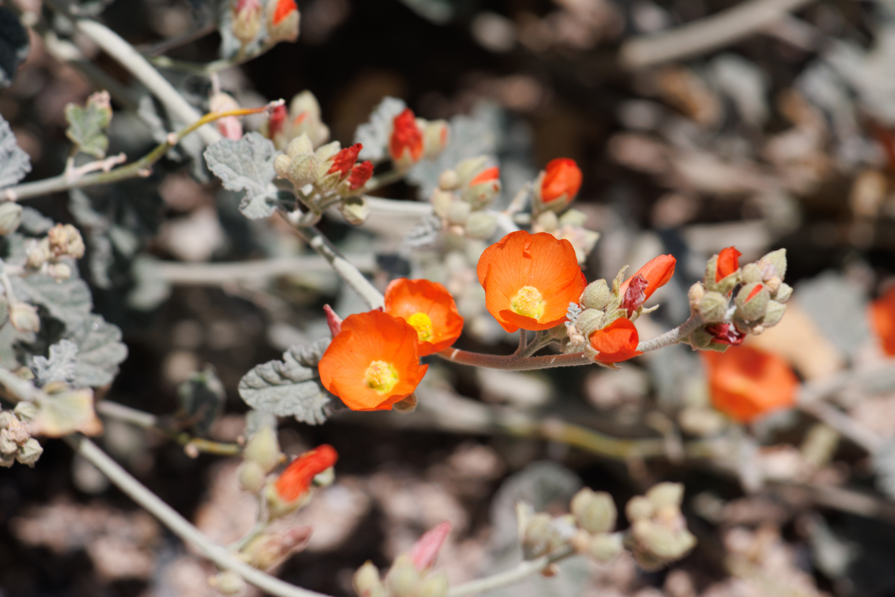 Vibrant orange flowers with yellow centers bloom among grayish-green leaves.