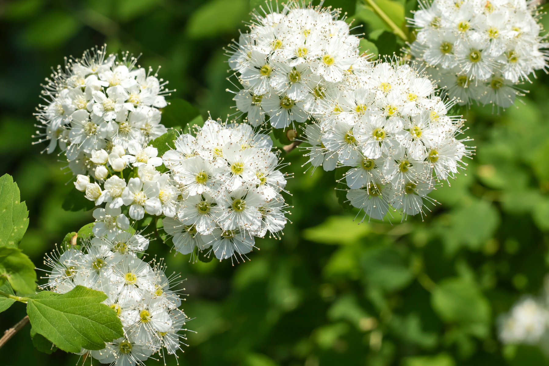 White spirea flowers in bloom with green leaves in the background.