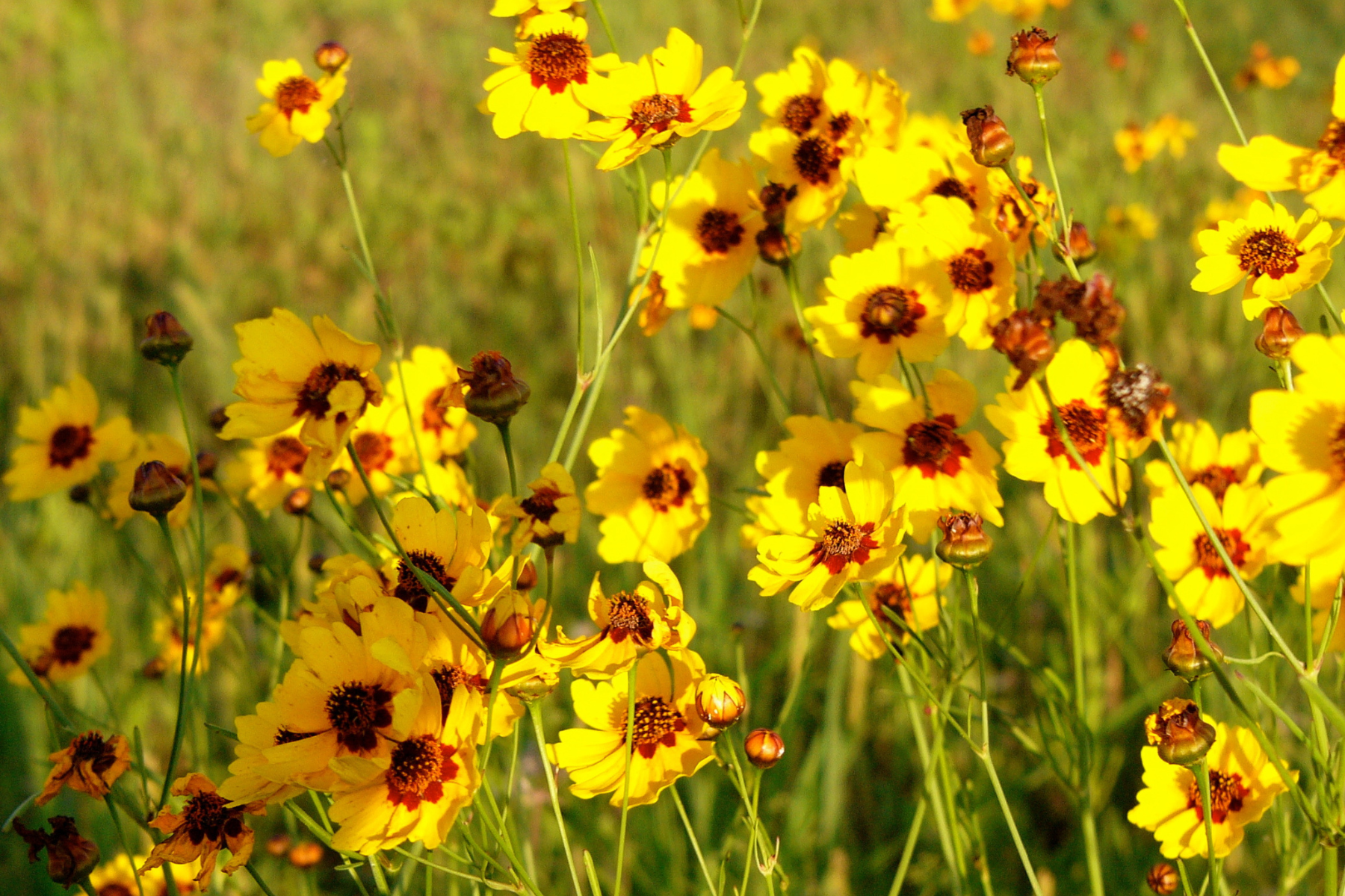Bright yellow flowers with dark centers in a field.