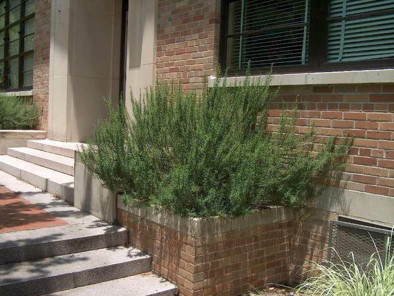 A rosemary bush growing in a planter against a brick building with steps on the side.