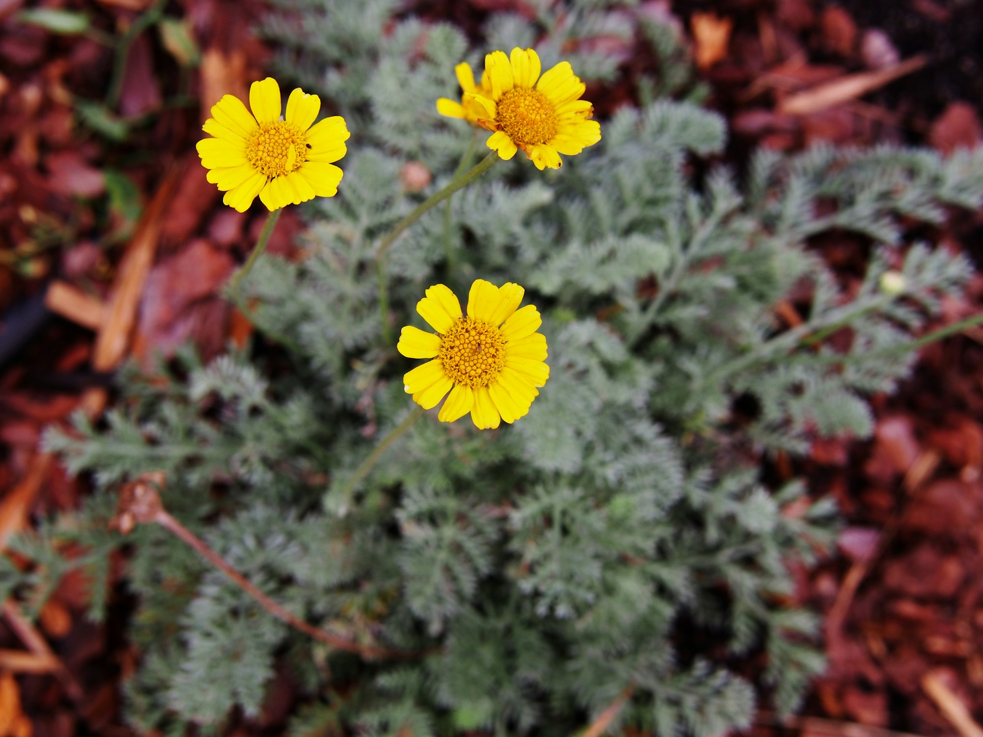 Three bright yellow flowers with green foliage in a garden setting with mulch background.