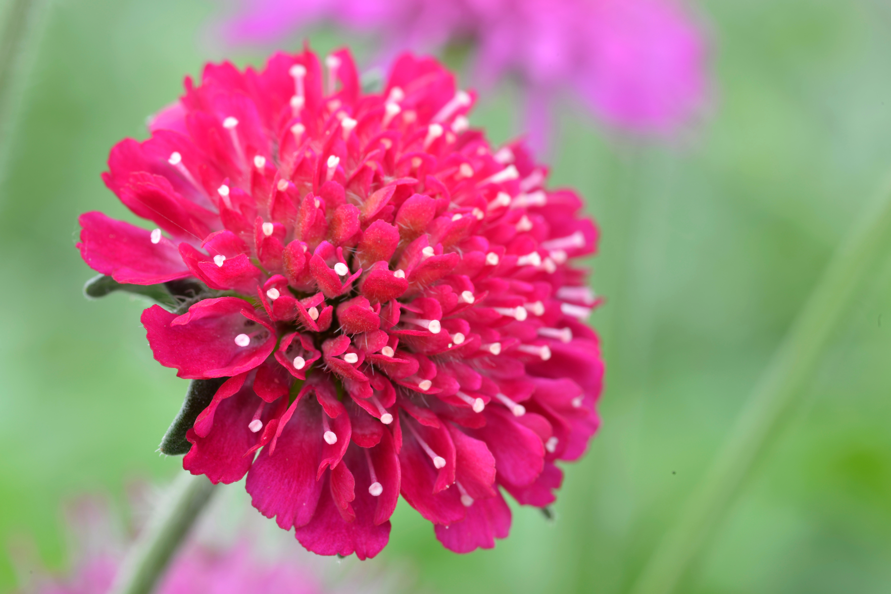 Close-up of a vibrant pink flower with a blurred green background.