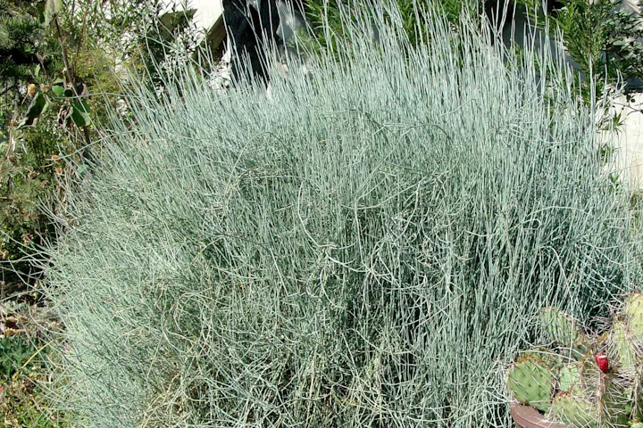 A dense bush with long, thin branches and a cactus with a red fruit at the bottom right.
