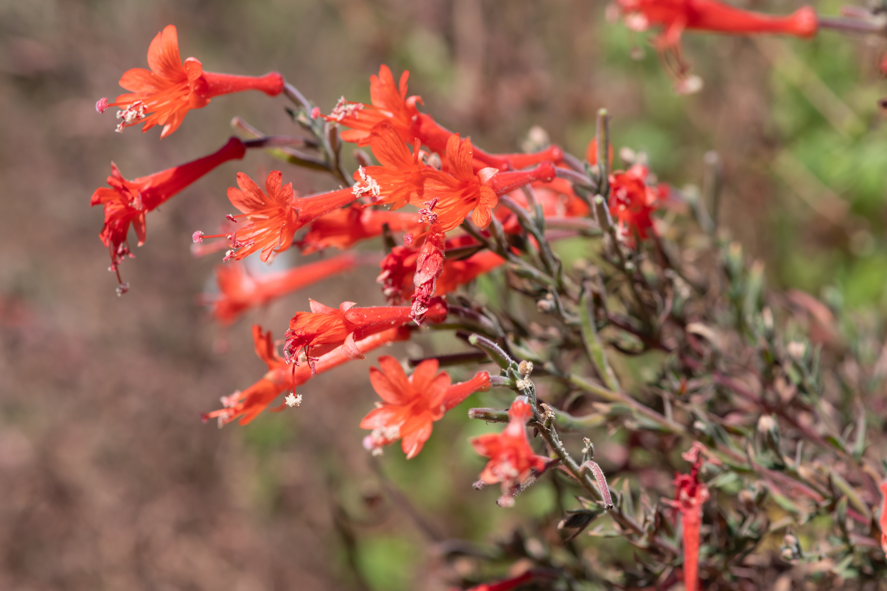 Close-up of bright orange trumpet-shaped flowers on a plant.