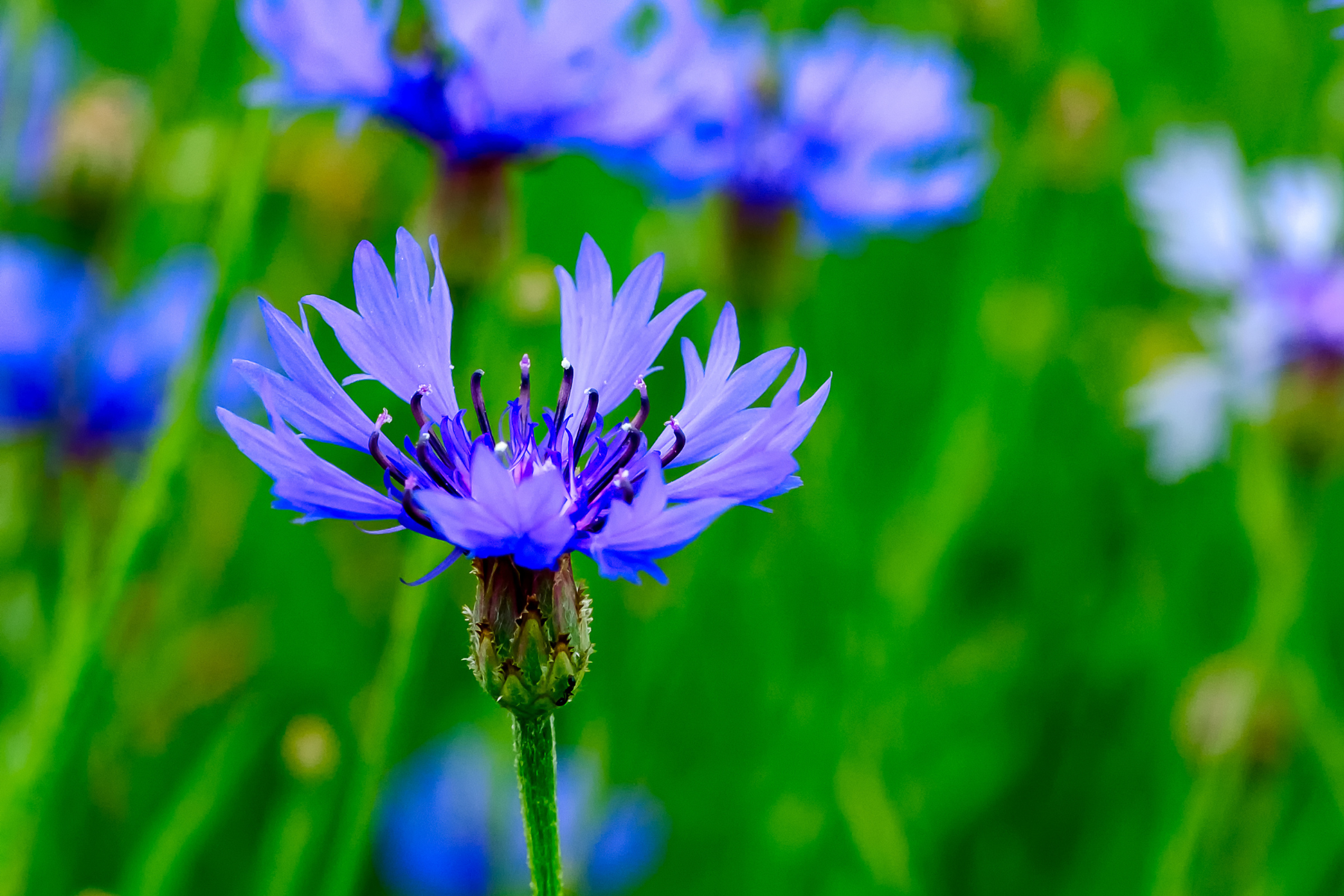 A close-up of a vibrant purple flower with green background.