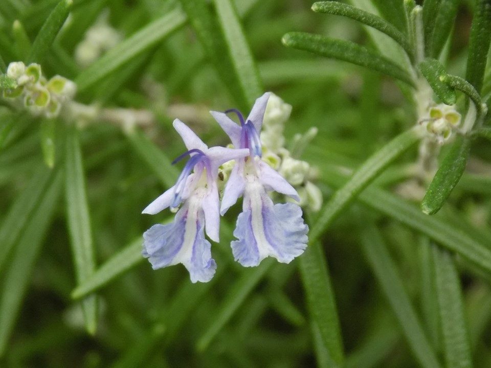 Purple rosemary flowers with green leaves in the background.