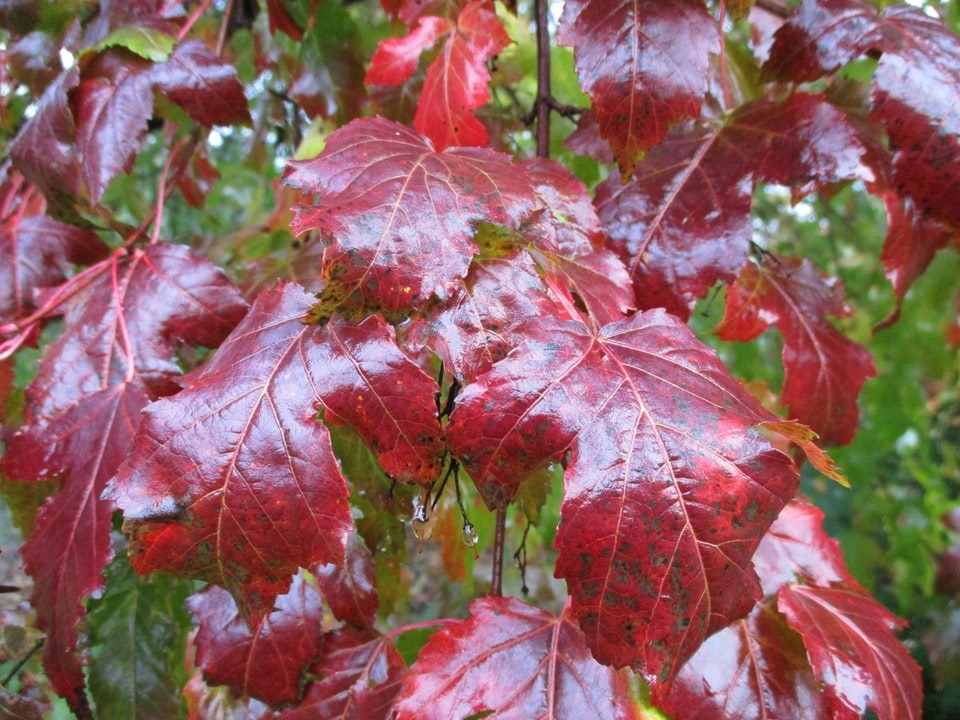 Wet red maple leaves with water droplets.