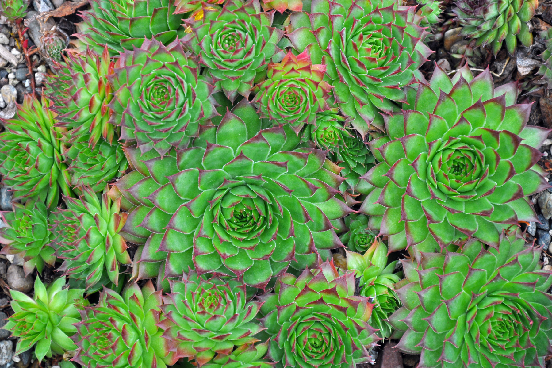 A cluster of green succulents with red-tipped leaves in a rosette pattern.