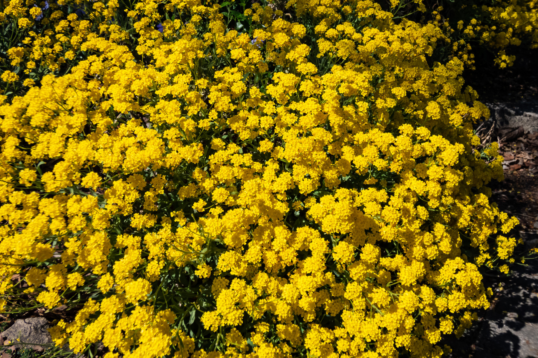 Dense cluster of yellow flowers against green foliage in a garden setting.