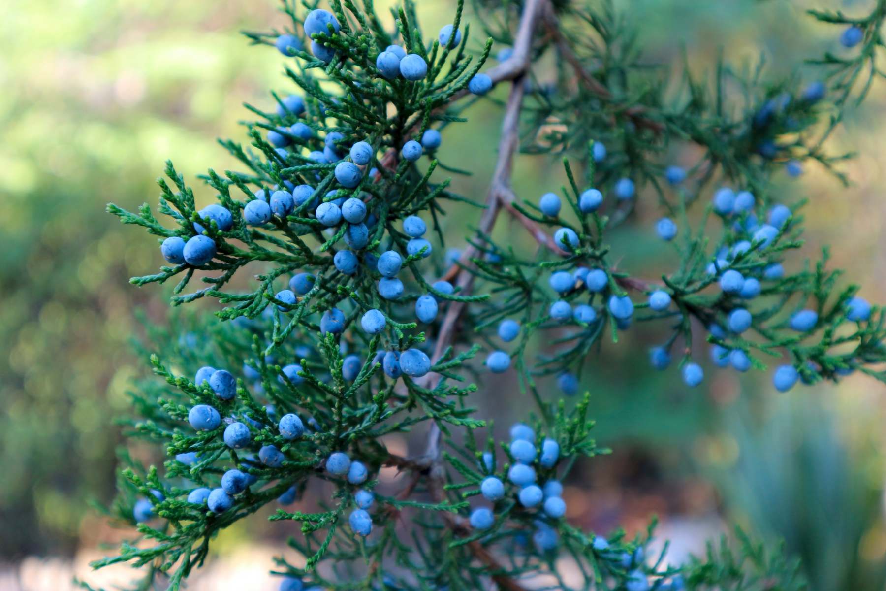 Green branches with clusters of small, round blue berries.