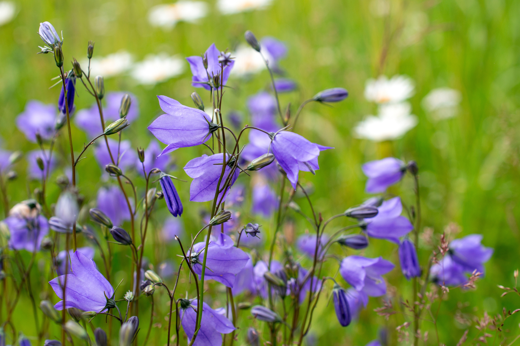 Purple bellflowers in a meadow, with blurred green and white background.