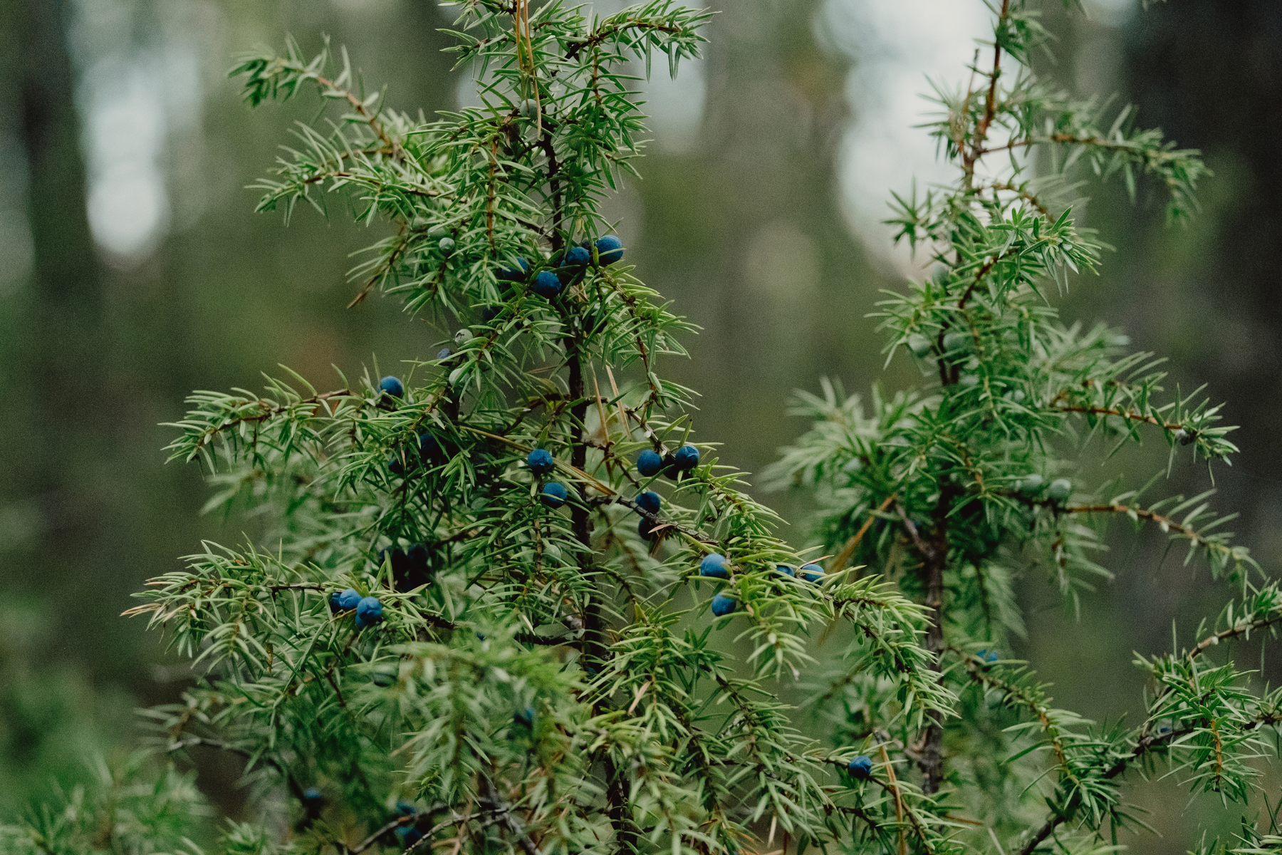Green Juniper tree branch with small, dark blue berries in a natural setting.