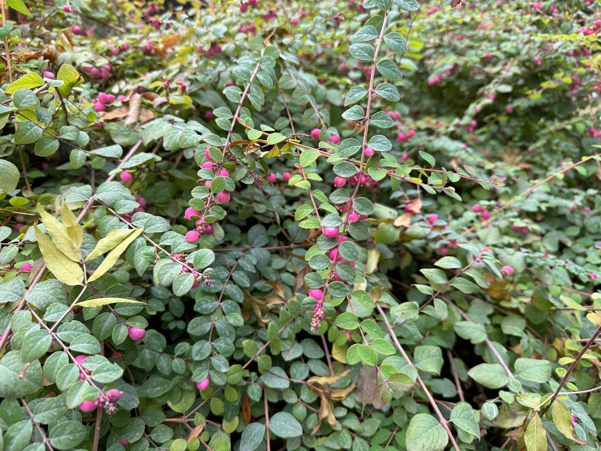 Dense green foliage with clusters of small pink berries.