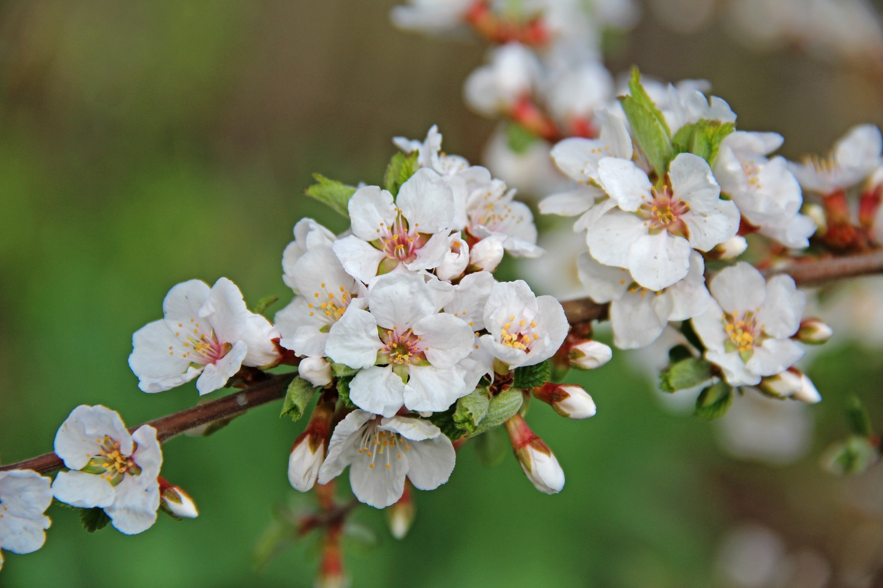Close-up of white cherry blossoms on a branch with green leaves.