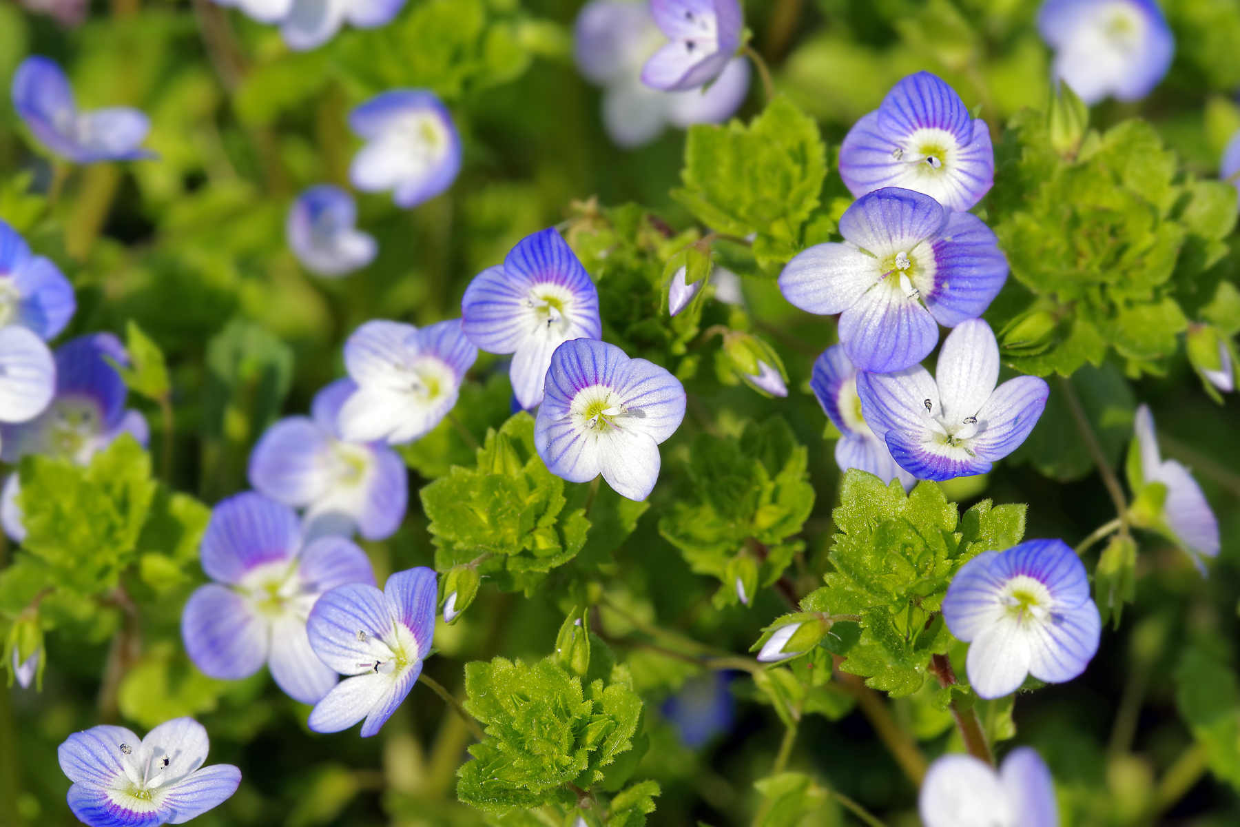 Blue and white flowers with green leaves in a garden setting.